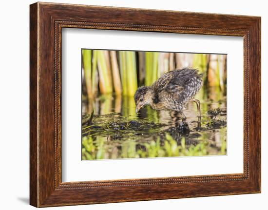 Wyoming, Sublette County, a Sora Chick Forages for Food in a Cattail Marsh-Elizabeth Boehm-Framed Photographic Print