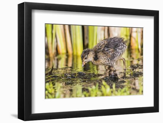 Wyoming, Sublette County, a Sora Chick Forages for Food in a Cattail Marsh-Elizabeth Boehm-Framed Photographic Print