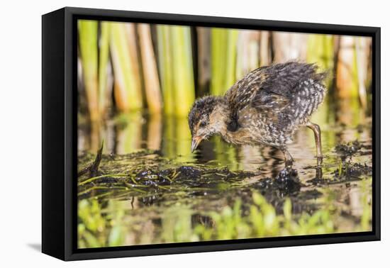 Wyoming, Sublette County, a Sora Chick Forages for Food in a Cattail Marsh-Elizabeth Boehm-Framed Premier Image Canvas