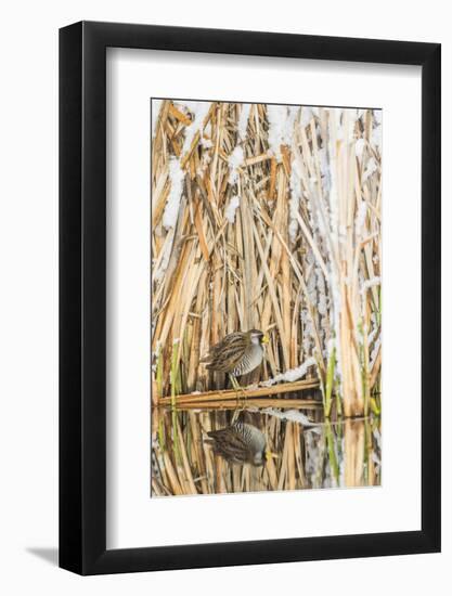 Wyoming, Sublette County, a Sora Is Reflected in a Calm Morning Pond after a Spring Snowstorm-Elizabeth Boehm-Framed Photographic Print