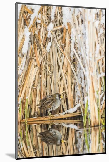 Wyoming, Sublette County, a Sora Is Reflected in a Calm Morning Pond after a Spring Snowstorm-Elizabeth Boehm-Mounted Photographic Print