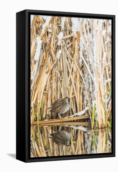 Wyoming, Sublette County, a Sora Is Reflected in a Calm Morning Pond after a Spring Snowstorm-Elizabeth Boehm-Framed Premier Image Canvas