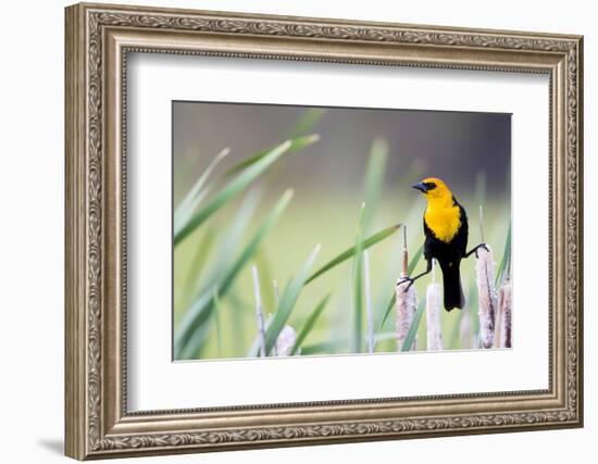 Wyoming, Sublette County, a Yellow-Headed Blackbird Male Straddles Several Cattails-Elizabeth Boehm-Framed Photographic Print