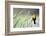 Wyoming, Sublette County, a Yellow-Headed Blackbird Male Straddles Several Cattails-Elizabeth Boehm-Framed Photographic Print