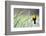 Wyoming, Sublette County, a Yellow-Headed Blackbird Male Straddles Several Cattails-Elizabeth Boehm-Framed Photographic Print