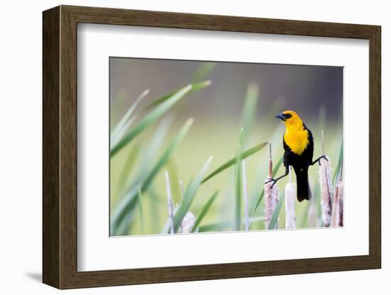 Wyoming, Sublette County, a Yellow-Headed Blackbird Male Straddles Several Cattails-Elizabeth Boehm-Framed Photographic Print