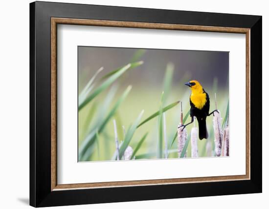 Wyoming, Sublette County, a Yellow-Headed Blackbird Male Straddles Several Cattails-Elizabeth Boehm-Framed Photographic Print