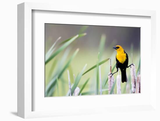 Wyoming, Sublette County, a Yellow-Headed Blackbird Male Straddles Several Cattails-Elizabeth Boehm-Framed Photographic Print