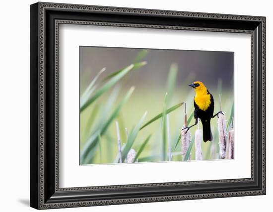 Wyoming, Sublette County, a Yellow-Headed Blackbird Male Straddles Several Cattails-Elizabeth Boehm-Framed Photographic Print