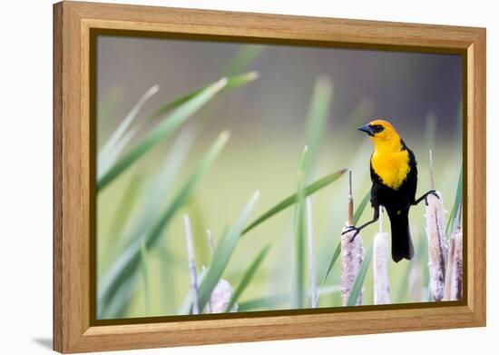 Wyoming, Sublette County, a Yellow-Headed Blackbird Male Straddles Several Cattails-Elizabeth Boehm-Framed Premier Image Canvas