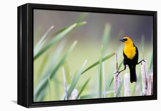 Wyoming, Sublette County, a Yellow-Headed Blackbird Male Straddles Several Cattails-Elizabeth Boehm-Framed Premier Image Canvas