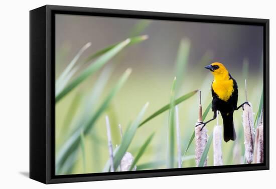 Wyoming, Sublette County, a Yellow-Headed Blackbird Male Straddles Several Cattails-Elizabeth Boehm-Framed Premier Image Canvas