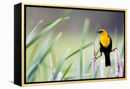 Wyoming, Sublette County, a Yellow-Headed Blackbird Male Straddles Several Cattails-Elizabeth Boehm-Framed Premier Image Canvas