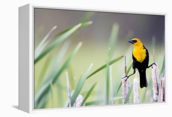 Wyoming, Sublette County, a Yellow-Headed Blackbird Male Straddles Several Cattails-Elizabeth Boehm-Framed Premier Image Canvas