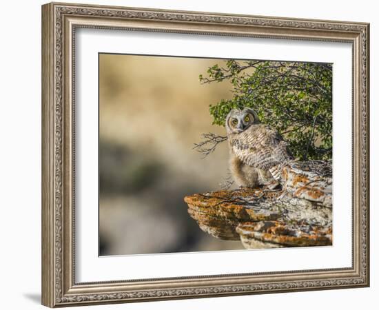 Wyoming, Sublette County, a Young Great Horned Owl Sits on a Lichen Covered Ledge-Elizabeth Boehm-Framed Photographic Print