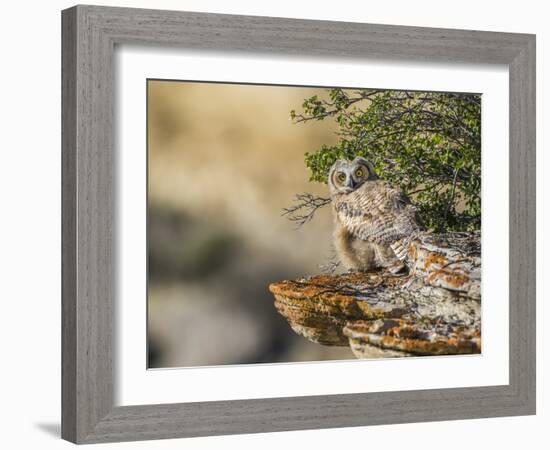 Wyoming, Sublette County, a Young Great Horned Owl Sits on a Lichen Covered Ledge-Elizabeth Boehm-Framed Photographic Print