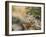 Wyoming, Sublette County, a Young Great Horned Owl Sits on a Lichen Covered Ledge-Elizabeth Boehm-Framed Photographic Print