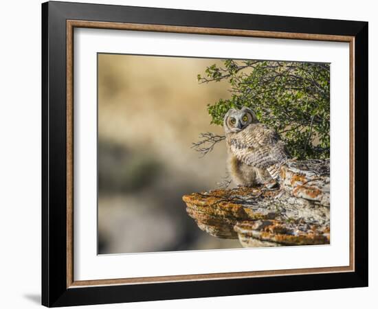 Wyoming, Sublette County, a Young Great Horned Owl Sits on a Lichen Covered Ledge-Elizabeth Boehm-Framed Photographic Print