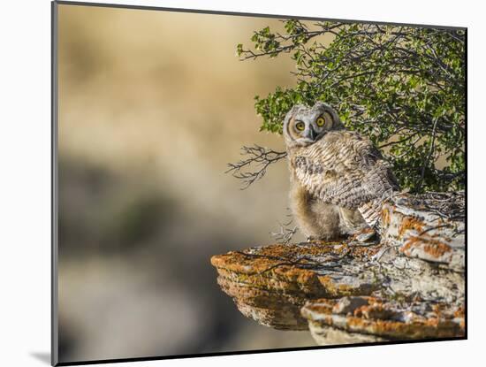 Wyoming, Sublette County, a Young Great Horned Owl Sits on a Lichen Covered Ledge-Elizabeth Boehm-Mounted Photographic Print