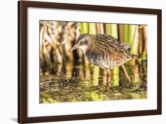 Wyoming, Sublette County, a Young Virginia Rail Forages in a Cattail Marsh-Elizabeth Boehm-Framed Photographic Print