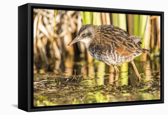 Wyoming, Sublette County, a Young Virginia Rail Forages in a Cattail Marsh-Elizabeth Boehm-Framed Premier Image Canvas