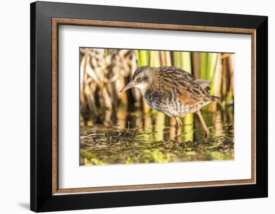 Wyoming, Sublette County, a Young Virginia Rail Forages in a Cattail Marsh-Elizabeth Boehm-Framed Photographic Print