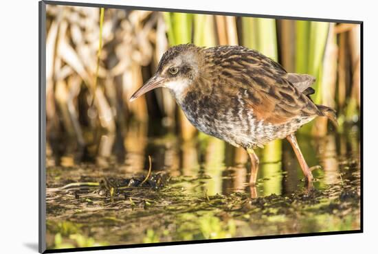 Wyoming, Sublette County, a Young Virginia Rail Forages in a Cattail Marsh-Elizabeth Boehm-Mounted Photographic Print