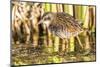 Wyoming, Sublette County, a Young Virginia Rail Forages in a Cattail Marsh-Elizabeth Boehm-Mounted Photographic Print