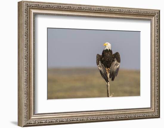 Wyoming, Sublette County. Adult Bald Eagle perching on a snag at Soda Lake-Elizabeth Boehm-Framed Photographic Print