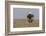 Wyoming, Sublette County. Adult Bald Eagle perching on a snag at Soda Lake-Elizabeth Boehm-Framed Photographic Print