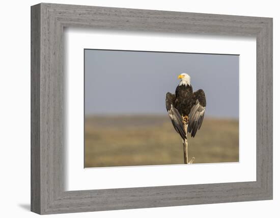 Wyoming, Sublette County. Adult Bald Eagle perching on a snag at Soda Lake-Elizabeth Boehm-Framed Photographic Print