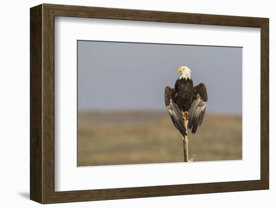 Wyoming, Sublette County. Adult Bald Eagle perching on a snag at Soda Lake-Elizabeth Boehm-Framed Photographic Print