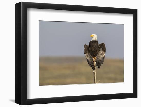 Wyoming, Sublette County. Adult Bald Eagle perching on a snag at Soda Lake-Elizabeth Boehm-Framed Photographic Print