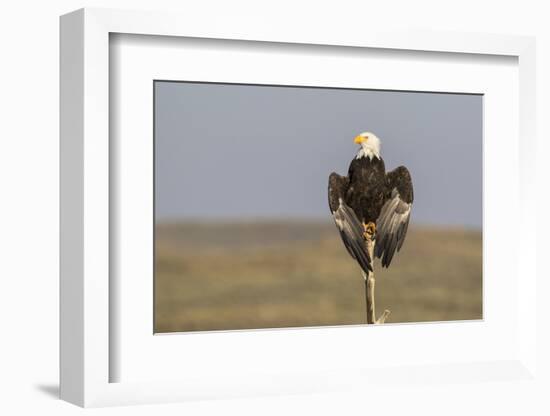 Wyoming, Sublette County. Adult Bald Eagle perching on a snag at Soda Lake-Elizabeth Boehm-Framed Photographic Print