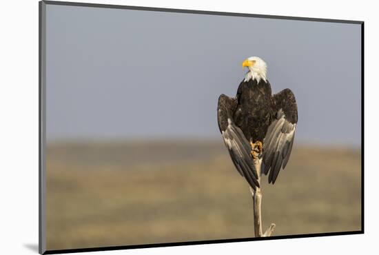 Wyoming, Sublette County. Adult Bald Eagle perching on a snag at Soda Lake-Elizabeth Boehm-Mounted Photographic Print