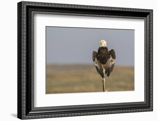 Wyoming, Sublette County. Adult Bald Eagle perching on a snag at Soda Lake-Elizabeth Boehm-Framed Photographic Print