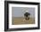 Wyoming, Sublette County. Adult Bald Eagle perching on a snag at Soda Lake-Elizabeth Boehm-Framed Photographic Print