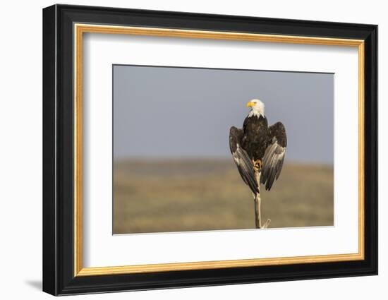 Wyoming, Sublette County. Adult Bald Eagle perching on a snag at Soda Lake-Elizabeth Boehm-Framed Photographic Print