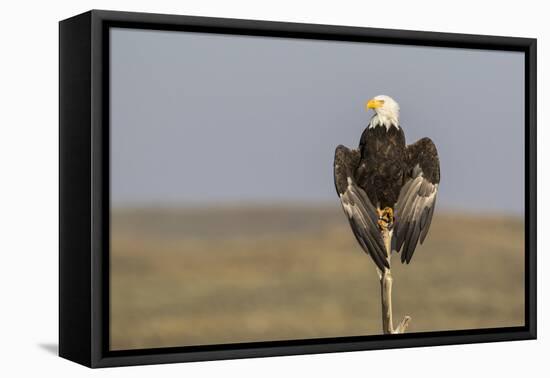 Wyoming, Sublette County. Adult Bald Eagle perching on a snag at Soda Lake-Elizabeth Boehm-Framed Premier Image Canvas
