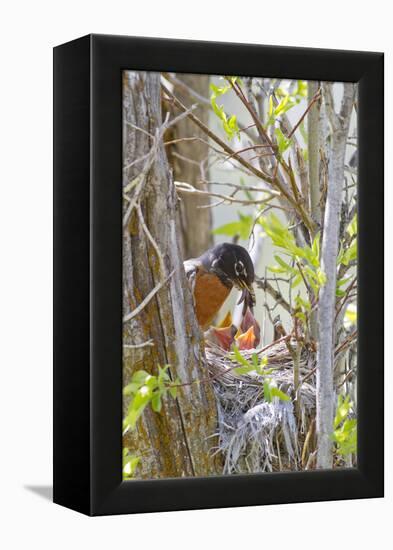 Wyoming, Sublette County, American Robin Feeding Nestlings Worms-Elizabeth Boehm-Framed Premier Image Canvas