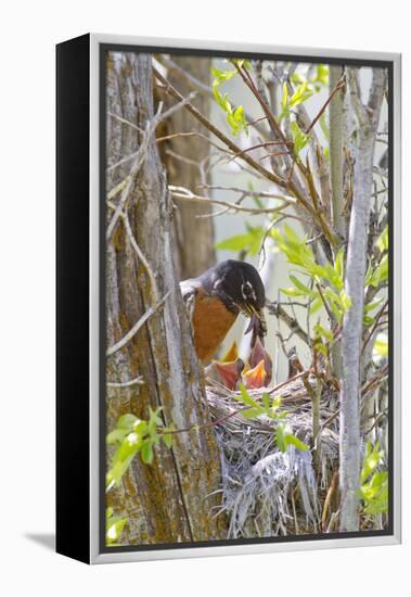 Wyoming, Sublette County, American Robin Feeding Nestlings Worms-Elizabeth Boehm-Framed Premier Image Canvas