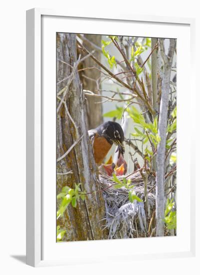 Wyoming, Sublette County, American Robin Feeding Nestlings Worms-Elizabeth Boehm-Framed Photographic Print