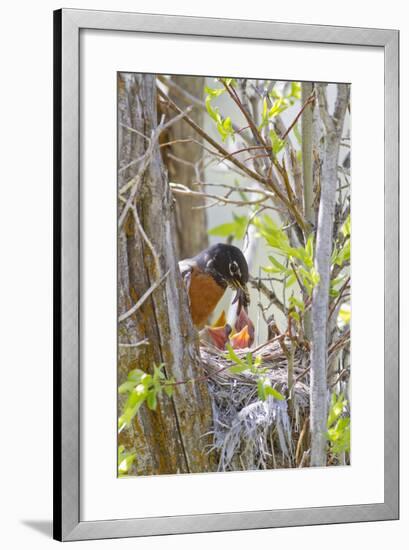 Wyoming, Sublette County, American Robin Feeding Nestlings Worms-Elizabeth Boehm-Framed Photographic Print