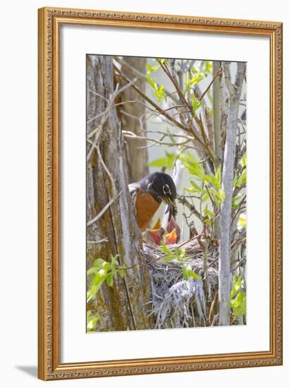 Wyoming, Sublette County, American Robin Feeding Nestlings Worms-Elizabeth Boehm-Framed Photographic Print