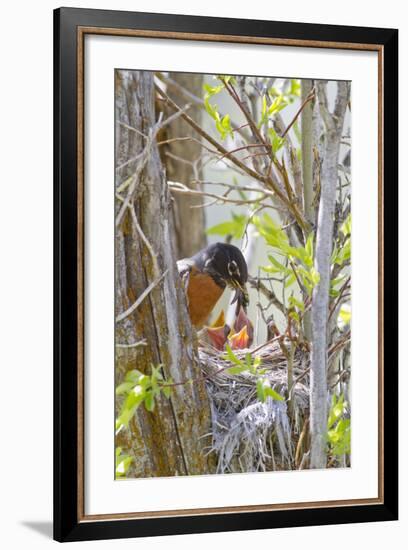 Wyoming, Sublette County, American Robin Feeding Nestlings Worms-Elizabeth Boehm-Framed Photographic Print