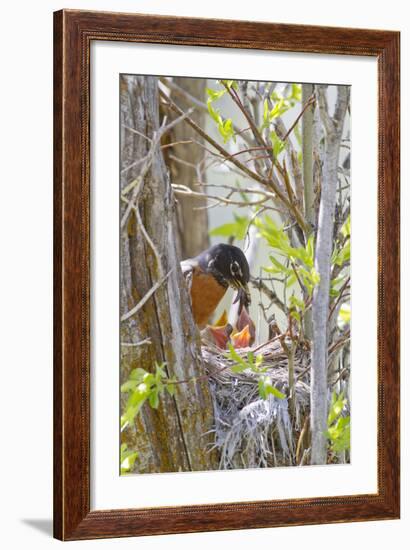 Wyoming, Sublette County, American Robin Feeding Nestlings Worms-Elizabeth Boehm-Framed Photographic Print