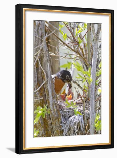 Wyoming, Sublette County, American Robin Feeding Nestlings Worms-Elizabeth Boehm-Framed Photographic Print