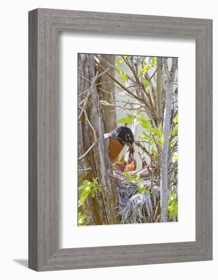 Wyoming, Sublette County, American Robin Feeding Nestlings Worms-Elizabeth Boehm-Framed Photographic Print