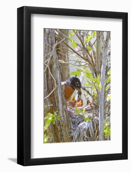 Wyoming, Sublette County, American Robin Feeding Nestlings Worms-Elizabeth Boehm-Framed Photographic Print