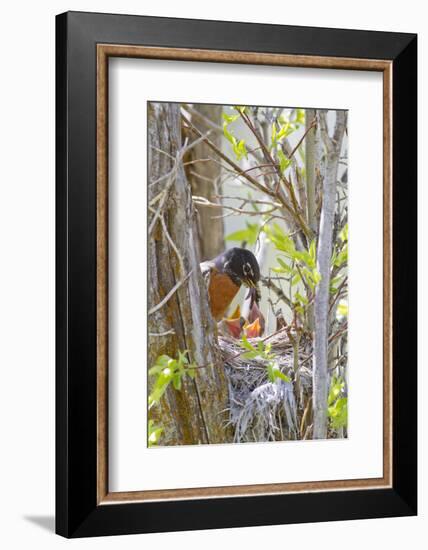 Wyoming, Sublette County, American Robin Feeding Nestlings Worms-Elizabeth Boehm-Framed Photographic Print